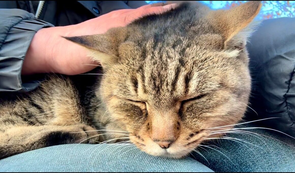 背中で哀愁漂わせ拗ねてる女子キジ猫ちゃんこれはマズいぞ膝の上