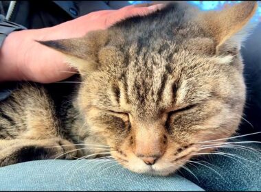 背中で哀愁漂わせ拗ねてる女子キジ猫ちゃんこれはマズいぞ膝の上