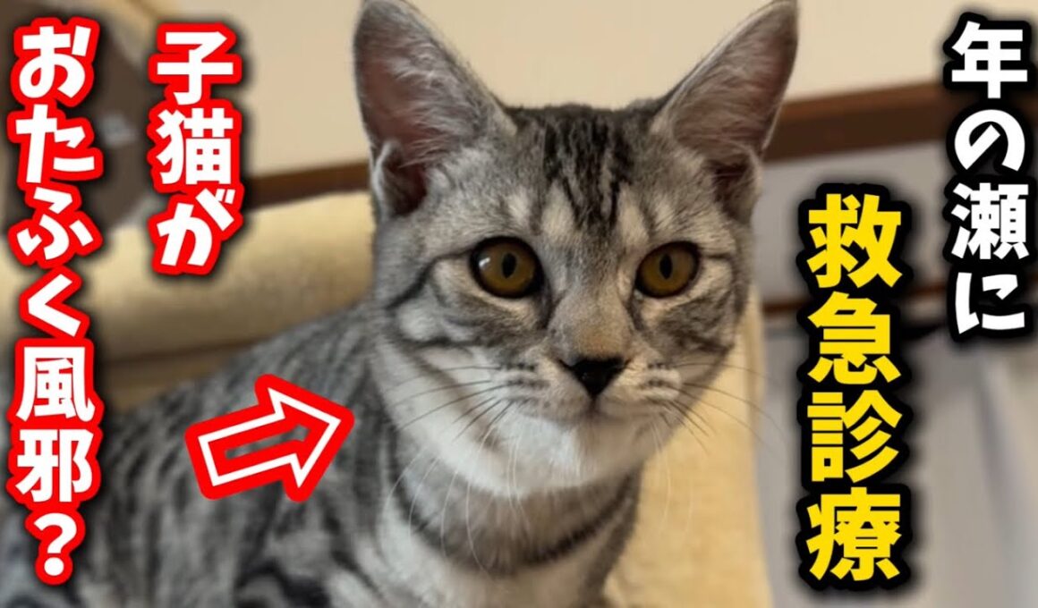 子猫がおたふく風邪に？急いで病院を受診しました