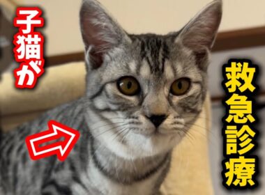 子猫がおたふく風邪に？急いで病院を受診しました