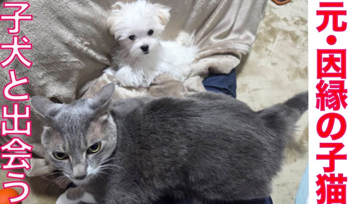 元・因縁の子猫、新たなる子犬との出会い　The fatal puppy "Luna"