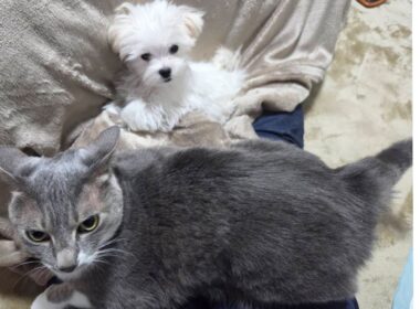 元・因縁の子猫、新たなる子犬との出会い　The fatal puppy "Luna"