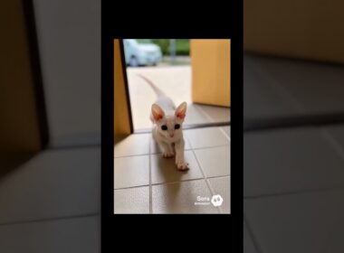 マメちゃんミケちゃんが、デボンレックスを連れて帰って来た😻