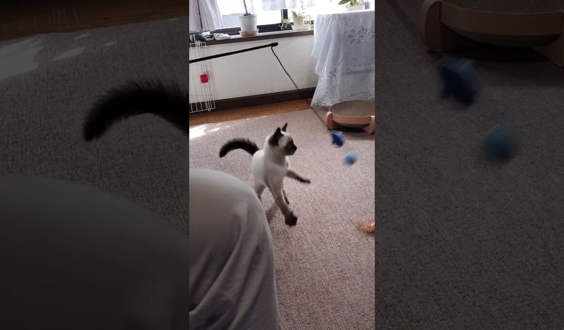 こんなに小さかったマロンちゃん🐱 #cat #catshorts #シャム猫 #しゃむねこ #ねこのいる暮らし #ねこのいる生活