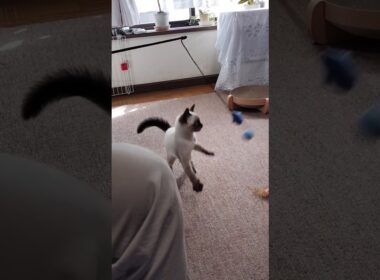 こんなに小さかったマロンちゃん🐱 #cat #catshorts #シャム猫 #しゃむねこ #ねこのいる暮らし #ねこのいる生活