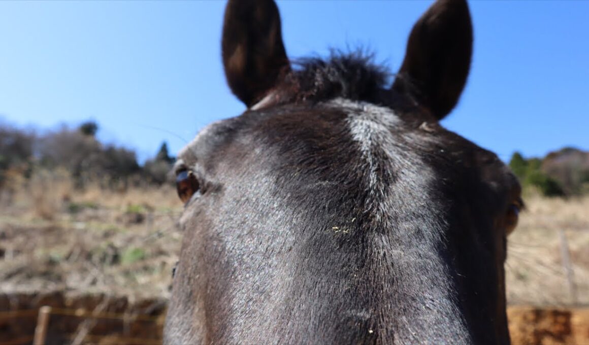 【初】シャムロック乗馬TVライブ