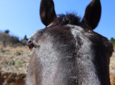 【初】シャムロック乗馬TVライブ