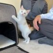 ずっと一人ぼっちだった子猫が初めて里親に可愛がってもらったら幸せすぎて初日からこうなっちゃいました…