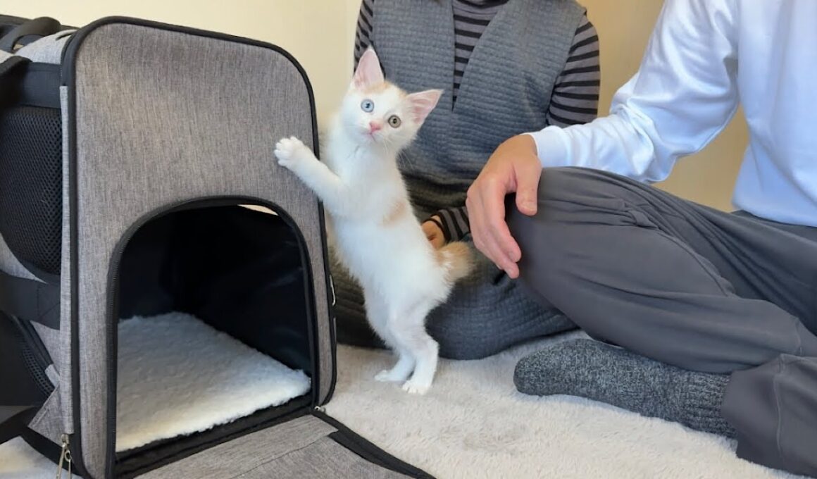 ずっと一人ぼっちだった子猫が初めて里親に可愛がってもらったら幸せすぎて初日からこうなっちゃいました…