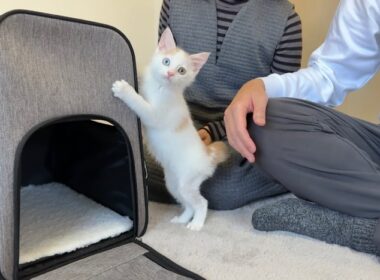 ずっと一人ぼっちだった子猫が初めて里親に可愛がってもらったら幸せすぎて初日からこうなっちゃいました…