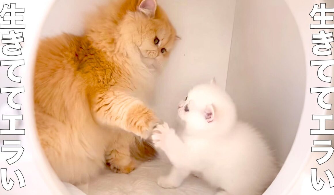 全肯定してくれる、エラいネコ【アフレコ】