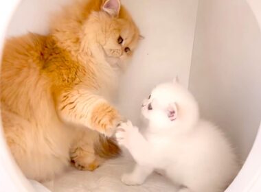 全肯定してくれる、エラいネコ【アフレコ】