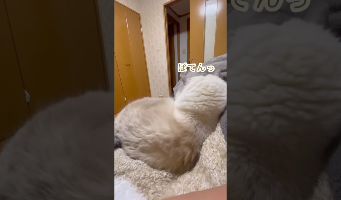 最高の休日 添い猫#猫 #cat #ラグドール #子ネコ