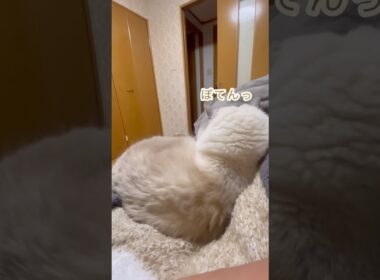 最高の休日 添い猫#猫 #cat #ラグドール #子ネコ