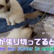 バーマン猫ラフとウリ【姉が張り切ってるとき】When my sister is excited（バーマン猫）Birman/Cat