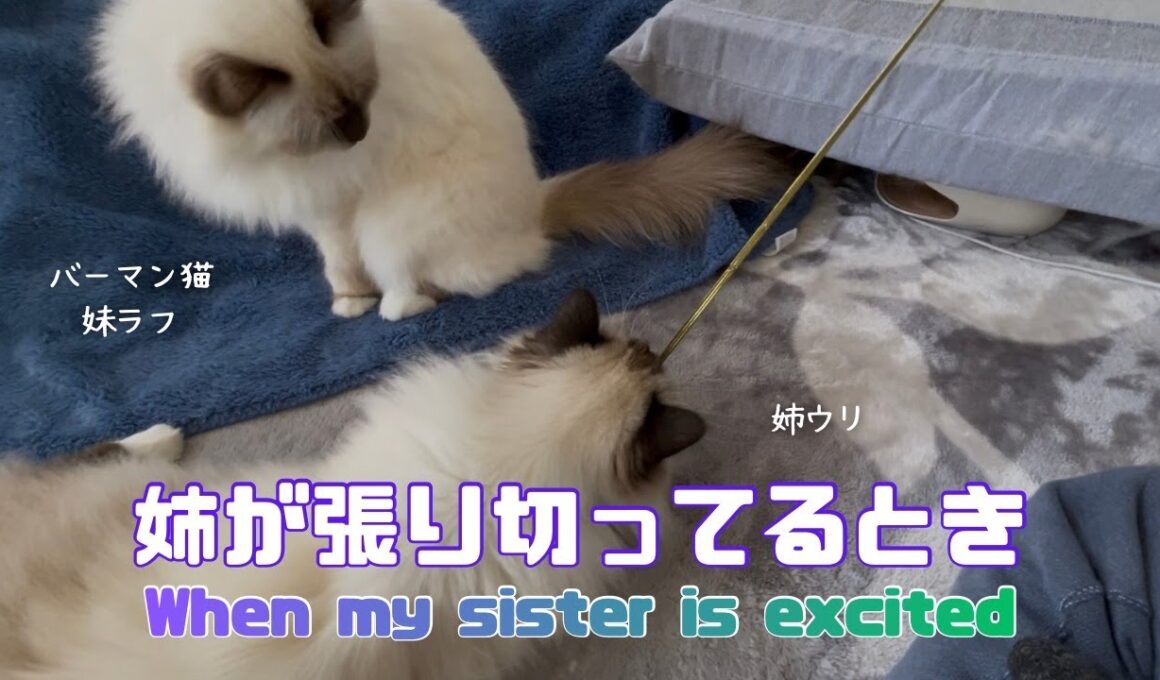 バーマン猫ラフとウリ【姉が張り切ってるとき】When my sister is excited（バーマン猫）Birman/Cat