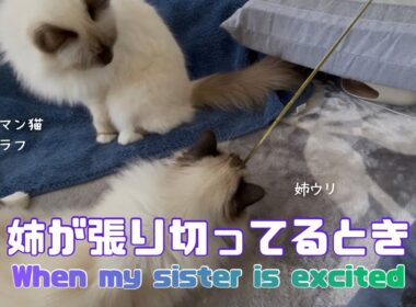バーマン猫ラフとウリ【姉が張り切ってるとき】When my sister is excited（バーマン猫）Birman/Cat