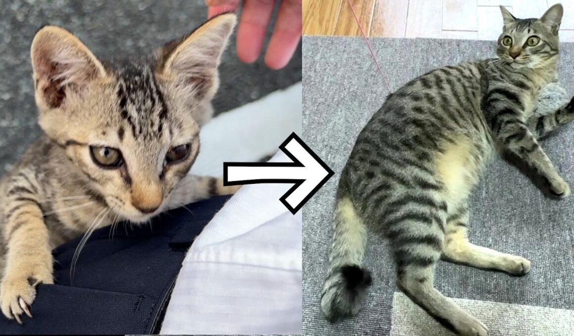 【保護猫】真夏に子猫を保護して半年が経ちましたが無事に懐かれ過ぎて幸せな件