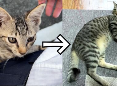 【保護猫】真夏に子猫を保護して半年が経ちましたが無事に懐かれ過ぎて幸せな件
