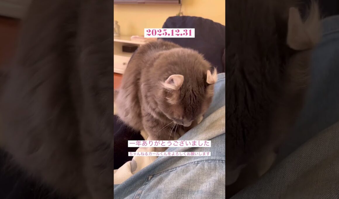 ありがとうございました #アメリカンカール #ねこ動画 #shortsvideos