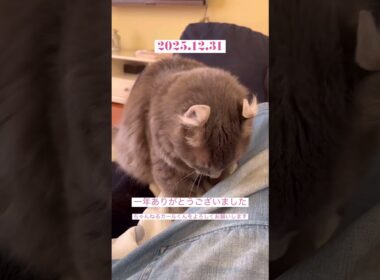 ありがとうございました #アメリカンカール #ねこ動画 #shortsvideos