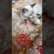 黒猫くー。ネズミのオモチャで遊んでたら、シャムの子ネコ雫が、ちょっかいを出し、反撃