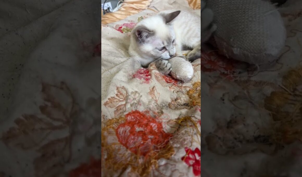 黒猫くー。ネズミのオモチャで遊んでたら、シャムの子ネコ雫が、ちょっかいを出し、反撃