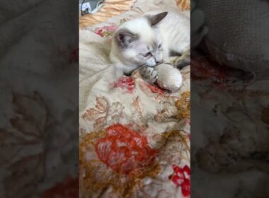 黒猫くー。ネズミのオモチャで遊んでたら、シャムの子ネコ雫が、ちょっかいを出し、反撃
