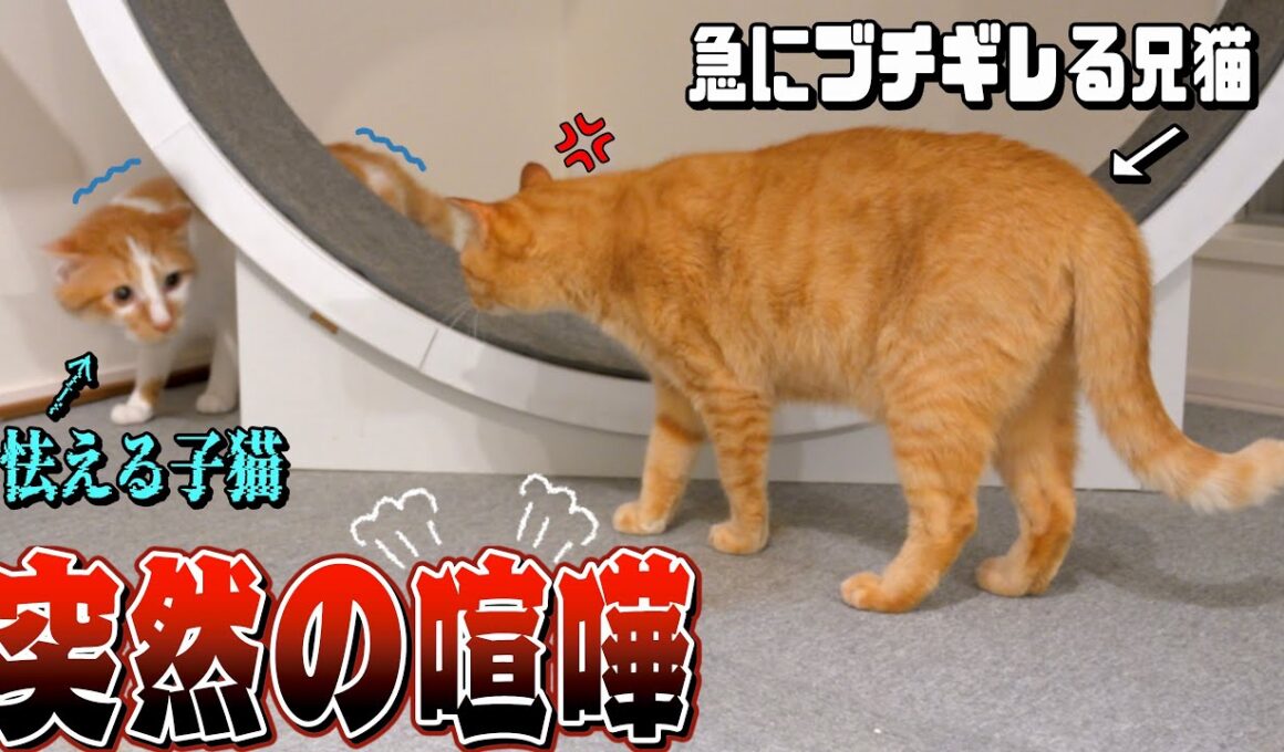急にブチギレ!?子猫と兄猫が喧嘩を始めました...。