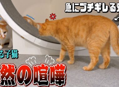 急にブチギレ!?子猫と兄猫が喧嘩を始めました...。