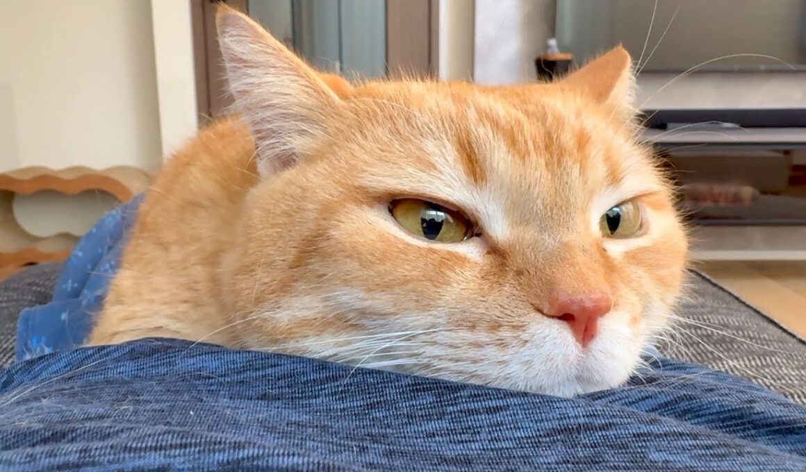 型落ち腹ベッドでも気にしないで使ってくれる猫