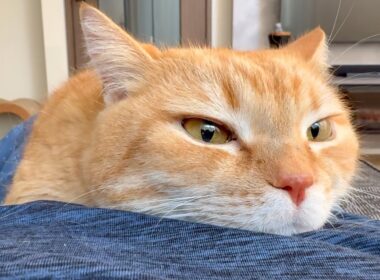 型落ち腹ベッドでも気にしないで使ってくれる猫