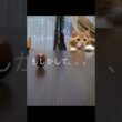 これっ!!#メインクーン#cat#猫のいる暮らし #どんぐりゴマ