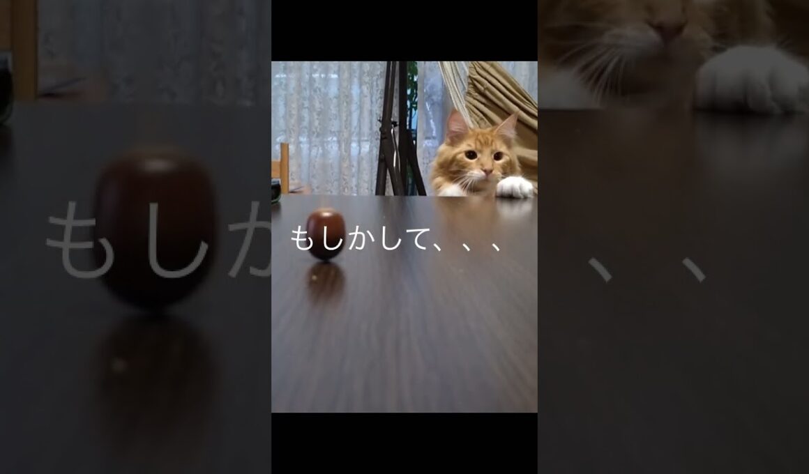 これっ!!#メインクーン#cat#猫のいる暮らし #どんぐりゴマ