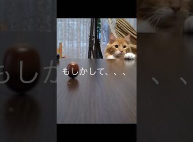 これっ!!#メインクーン#cat#猫のいる暮らし #どんぐりゴマ