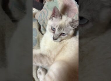 キジシロのルル、シャムの子ネコ雫。ネコジャラシで、リーゼント遊びしたら