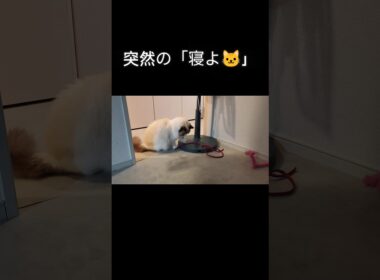 #shorts #ラグドール #子猫 #猫のいる生活 #甘えん坊猫 #ぬいぐるみ猫