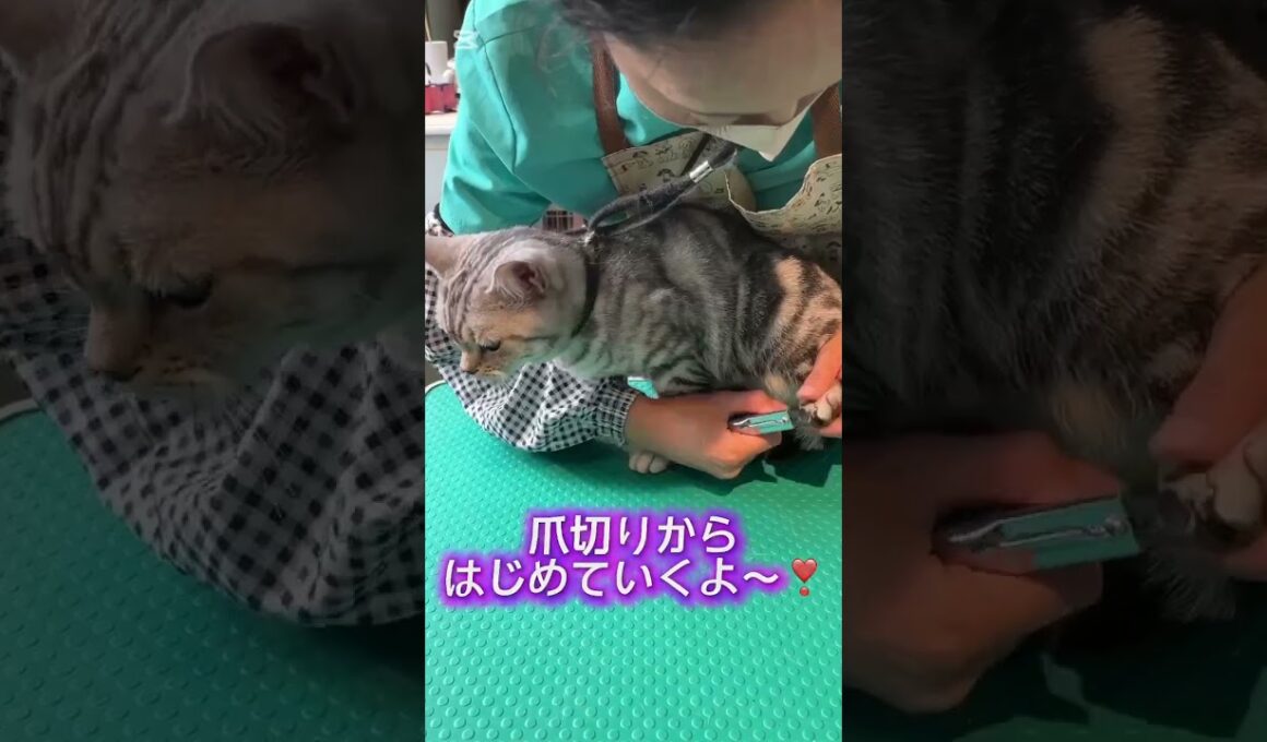 シャンプーコースご利用☆アメリカンショートヘアー　アメリちゃん #猫のいる暮らし  #短毛 #cat