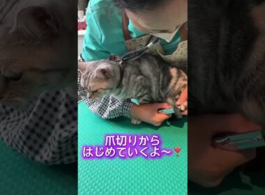 シャンプーコースご利用☆アメリカンショートヘアー　アメリちゃん #猫のいる暮らし  #短毛 #cat