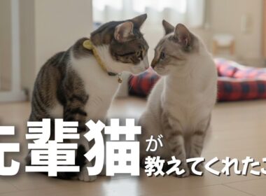 【感動】子猫の教育係りになった猫の、大変すぎた3ヶ月間（総集編）