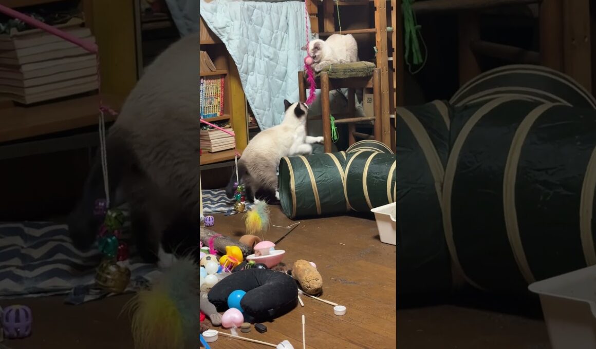 丸イスの上から、ネコジャラシで遊ぶシャムの子ネコの雫。兄パンダが不穏な動きｗ