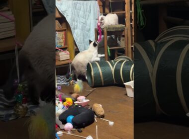 丸イスの上から、ネコジャラシで遊ぶシャムの子ネコの雫。兄パンダが不穏な動きｗ