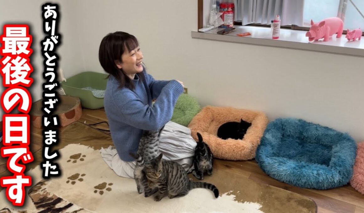 子猫共々無事に最後の日を迎える事が出来ました