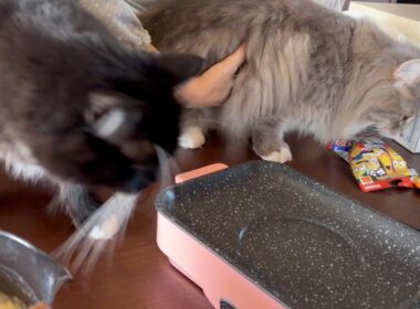 熱々のホットプレートに次々と寄ってくる猫　サイベリアン