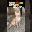 【尻尾と引替に幸せを掴んだ子猫😺の物語】断尾手術をした子猫がずっとの家族をみつけた💕あれから１年、超ビッグになった「ちゃび」くんの様子をご覧下さい。驚愕です。　#shorts