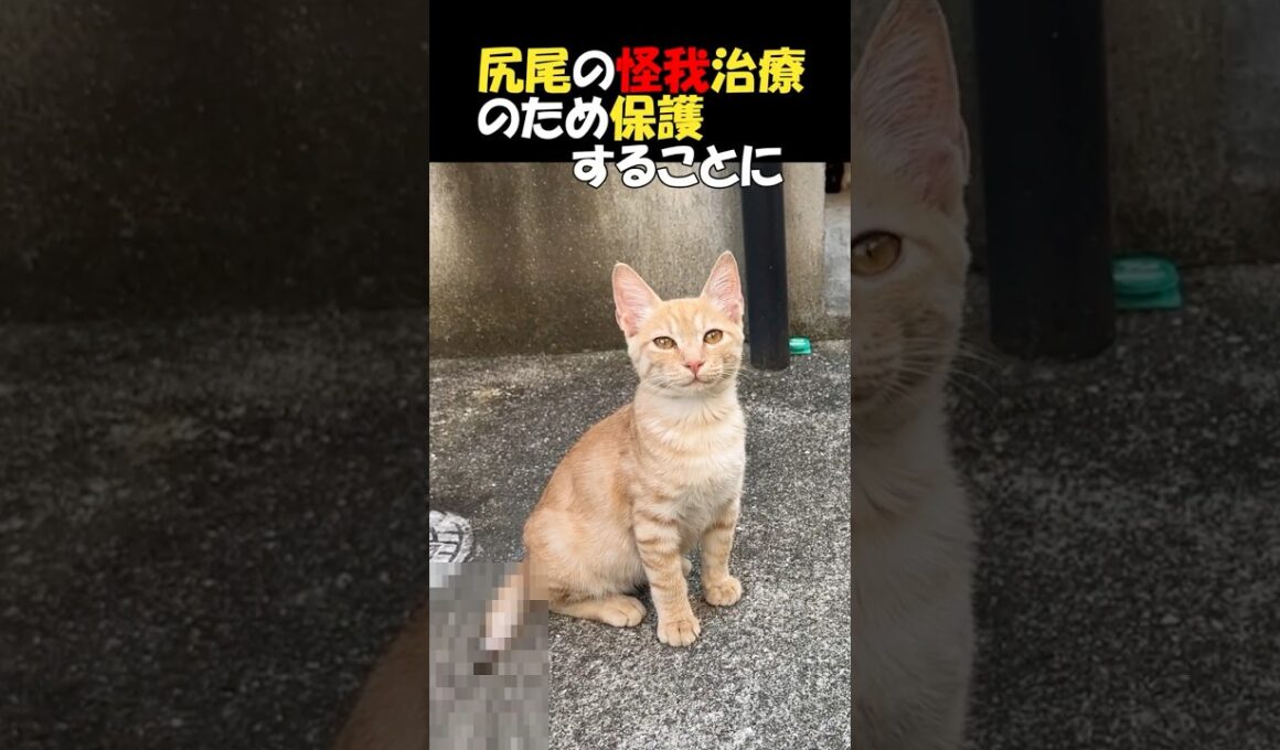 【尻尾と引替に幸せを掴んだ子猫😺の物語】断尾手術をした子猫がずっとの家族をみつけた💕あれから１年、超ビッグになった「ちゃび」くんの様子をご覧下さい。驚愕です。　#shorts