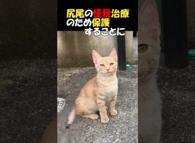 【尻尾と引替に幸せを掴んだ子猫😺の物語】断尾手術をした子猫がずっとの家族をみつけた💕あれから１年、超ビッグになった「ちゃび」くんの様子をご覧下さい。驚愕です。　#shorts