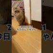 2025/12/31今日のしーちゃん #猫 #ペルシャ #シエル #cat #猫のいる暮らし