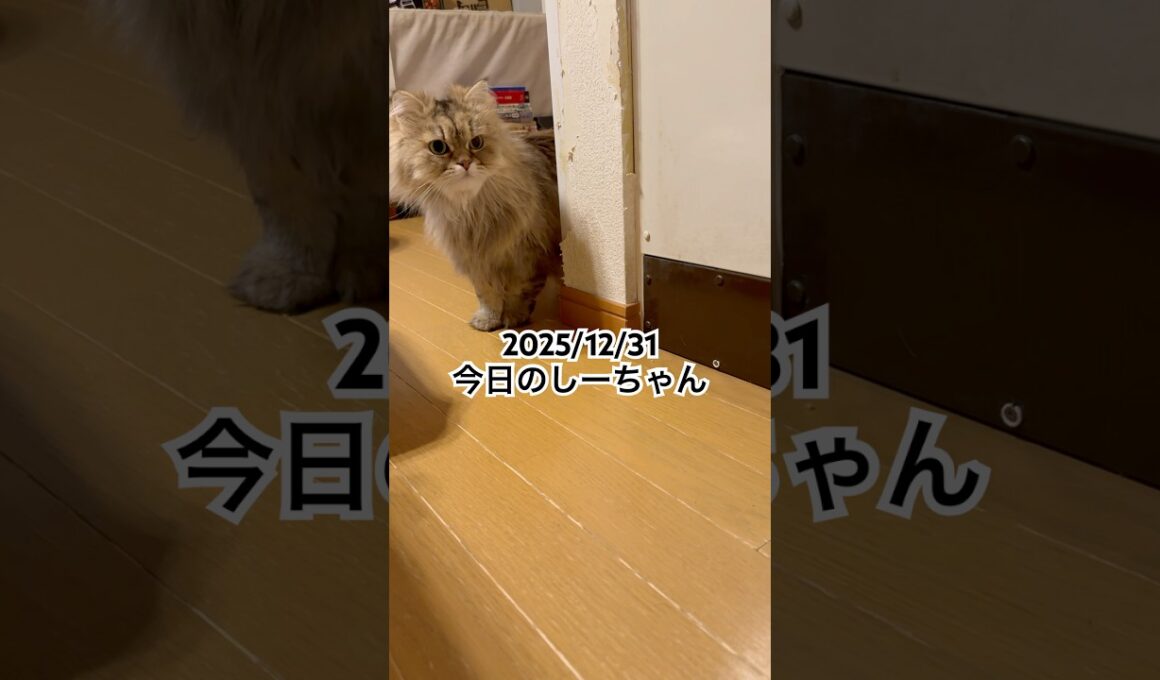 2025/12/31今日のしーちゃん #猫 #ペルシャ #シエル #cat #猫のいる暮らし