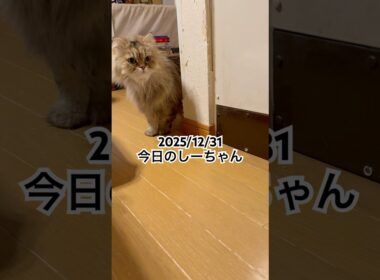 2025/12/31今日のしーちゃん #猫 #ペルシャ #シエル #cat #猫のいる暮らし